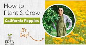 Tips for Growing California Poppy Seeds