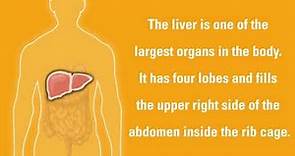 Liver Cancer Signs and Symptoms | Dana-Farber Cancer Institute