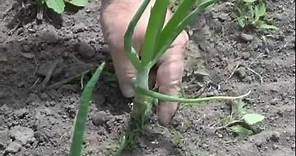How to Grow Onions Walla Walla's