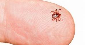 What Are What Are Seed Ticks And How To Deal With ThemAnd How To Deal With Them