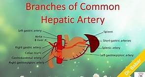 Branches of Common Hepatic Artery
