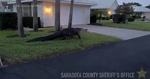 Large alligator saunters through Florida neighborhood