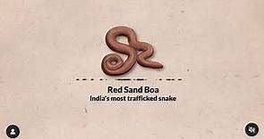 Red sand boa: India’s most trafficked snake (English)