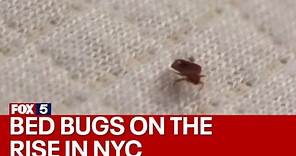 Bed bugs on the rise in New York City