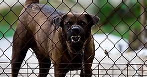 CANI CHE ABBAIANO!! Cani arrabbiati | Veri cani da guardia | Cane arrabbiato furioso #cane #cani