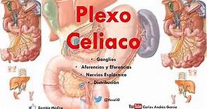 Anatomía - Plexo Solar o Celiaco (Ganglios, Aferencias, Ramos)