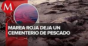 En Yucatán, marea roja arrasa con especies marinas; pescadores y turismo, los afectados