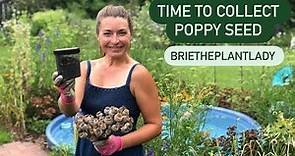 Collecting poppy seed
