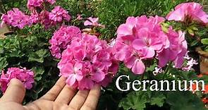 Geranium Plant || Geranium Flower Plant Care || How To Grow Geraniums in Pots