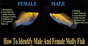How To Identify Male And Female Molly Fish