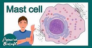 Mast Cells | What is the role of mast cells in inflammation? | Mast cell in allergy | Immunology