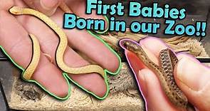 Our Garter Snakes had Babies in the Winter?!