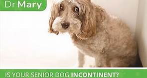 🐾 Dr. Mary: Is Your Senior Dog Incontinent?