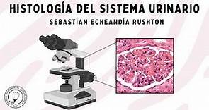 HISTOLOGÍA DEL SISTEMA URINARIO: Riñón, Uréter, Vejiga y Uretra | Fisiología