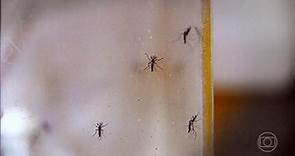 Brasil registra mais de 55 mil casos de dengue em 2024