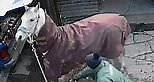 CCTV shows Scott Manson beating his horse round stables with a hammer