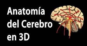 Anatomía del Cerebro en 3D, Animación. Alila Medical Media Español.