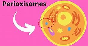 Peroxisomes Structure and Function