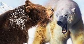 Polar Bear vs Grizzly Bear | Ultimate Animal Showdown