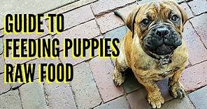 Guide To Feeding Puppies RAW Food