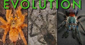 A BRIEF HISTORY of Tarantulas - 300 Million Years of Evolution!