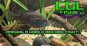Growing the BIGGEST Green Sunfish EVER in My Aquarium! (Feeding by Hand!)