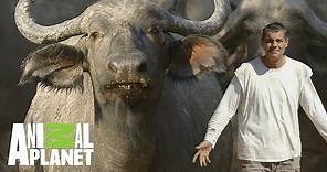 Uno de los cinco grandes mamíferos de África: El Búfalo | Wild Frank en África | Animal Planet