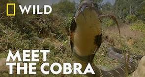 Introducing The Cobra | Legends Of Venom: Cobra | National Geographic WILD UK