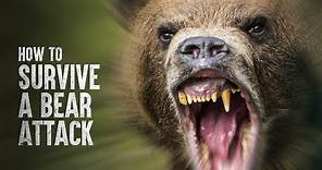 How to Survive a Bear Attack