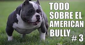 American bully - Educación - Tipos de bully - Salud - Cuidados - Comportamiento - Historia y Origen