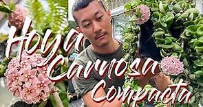 Hoya Carnosa Compacta 'hindu rope' care and propagation