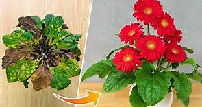 Tips to revive gerbera plants | How to grow and care for gerbera plants