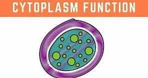 Cytoplasm Function ( More than just the clear liquid of the Cell )