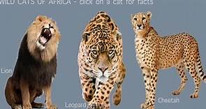 Cats Of Africa - Top 10 African Cats