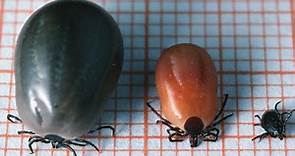 What is Lyme disease and how do ticks spread it?