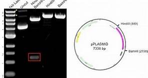 Plasmids 101: How to Verify Your Plasmid Using a Restriction Digest Analysis