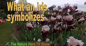 What an iris symbolizes. Iris Garden Tour Schreiner’s iris garden 2022