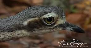 Bush Stone Curlew ( Burhinus grallarius ) HD Video Clip 1 Australian Bird Media.
