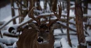 Everything You Need to Know about the Rut to Bag a Buck