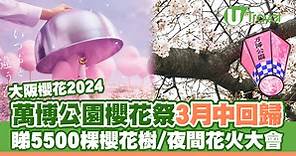 大阪萬博公園櫻花祭3月中回歸 欣賞5500棵櫻花樹 夜間花火大會 | U Travel 旅遊資訊網站