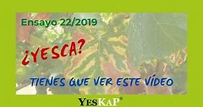 Yesca en viña, SOLUCIÓN con YesKaP 2019.