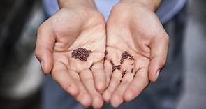 Organic vs. non-GMO: How to choose the best seeds for you | HappySprout