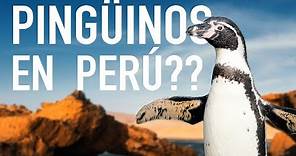 En esta isla de Perú hay pingüinos y lobos marinos | PERÚ #1: PARACAS e ISLAS BALLESTAS