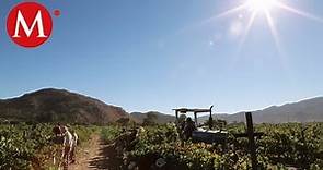 Baja California en boca de todos... Una experiencia vitivinícola