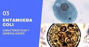 Entamoeba coli 3.0 ||Parasitología || Amebas || Amebiasis intestinal