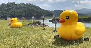「枯水期」石門水庫新祕境　黃色小鴨進駐夢幻草原 | 華視影音 | LINE TODAY