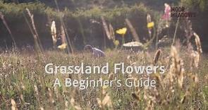 Wild Flower Identification - A Beginner’s Guide