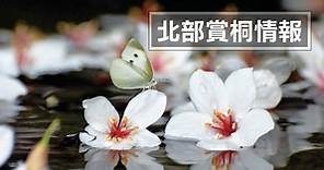 【2024桐花祭】北部（台北、新北）油桐花最佳觀賞地點、即時花況、活動搶先看！