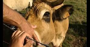 Grandeur Nature - La vache Aubrac - Documentaire animalier