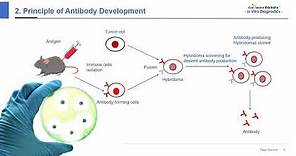 In Vitro Diagnostic (IVD) Antibody Development - Creative Biolabs